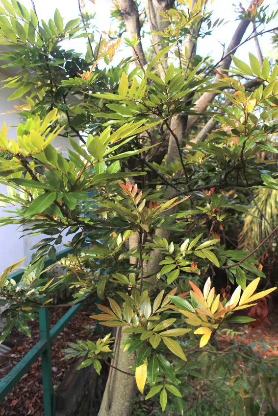 Bois de Gaulette, arbre endémique de La Réunion